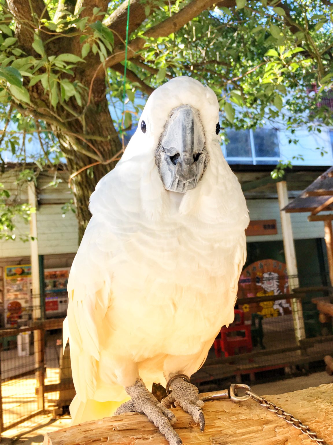 しろとり動物園