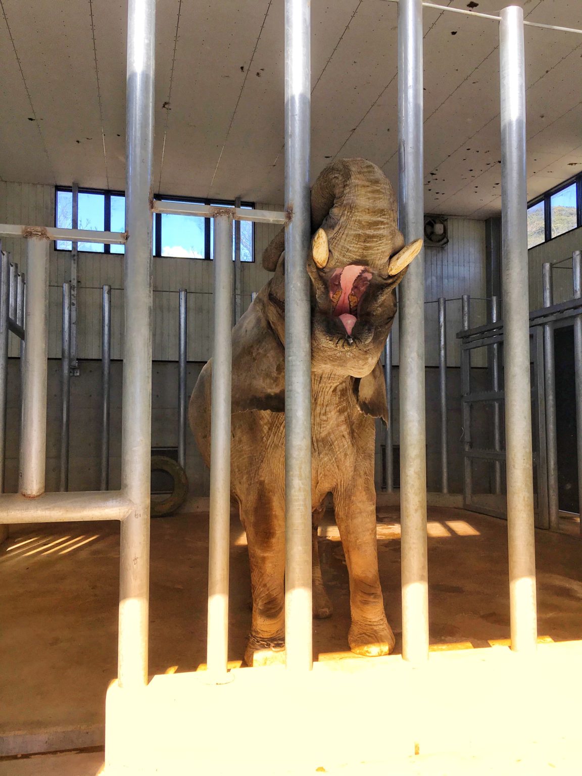 しろとり動物園